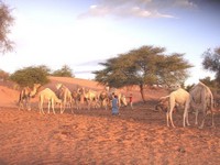 Le départ des chameaux, le matin, à Taguilalett